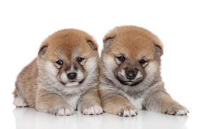 在白色背景上 shiba inu 小狗