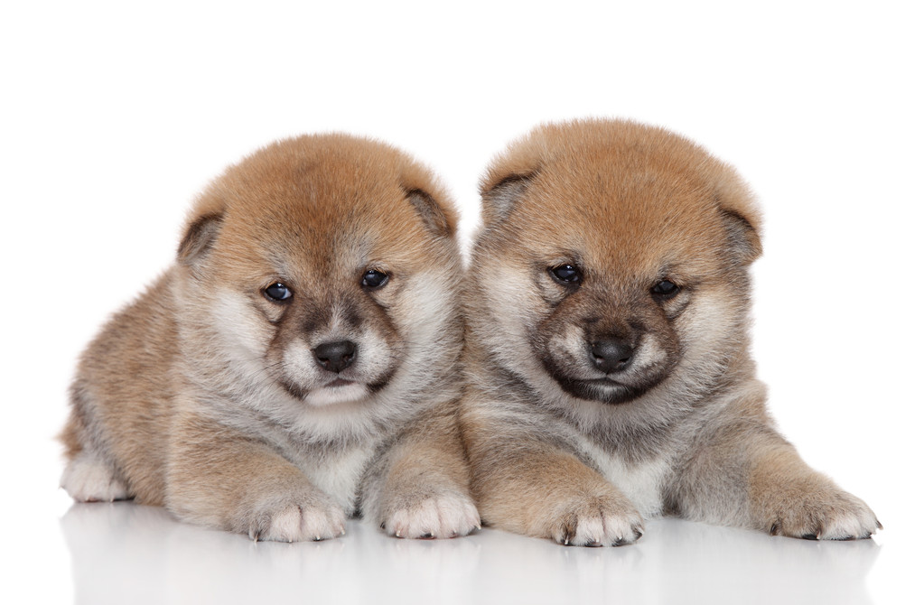 在白色背景上 shiba inu 小狗