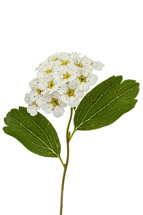 花绣线菊阿古塔 （新娘花环），特写，孤立在上