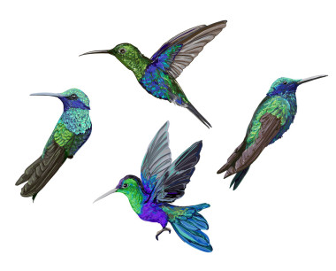 蜂鳥 （蜂鳥） 鳥集圖片