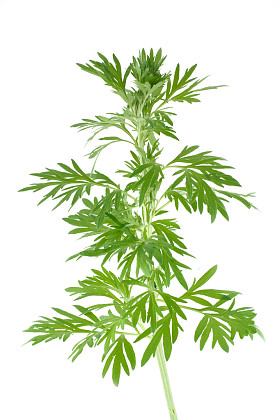 艾草图片