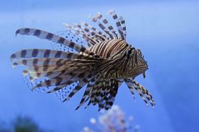 红狮子鱼在水族馆图片