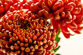 大红色菊花的秋天的性质模糊背景