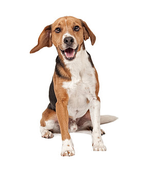混合比格犬孤立在白色