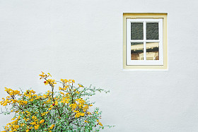 白宫墙、 窗户、 黄色绿色的植物