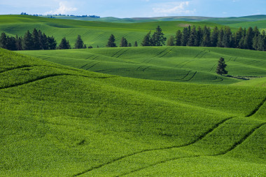 華盛頓州東部的綠色小麥的領(lǐng)域
