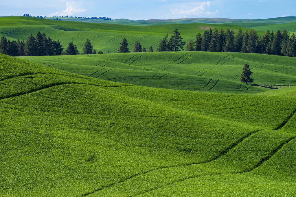 华盛顿州东部的绿色小麦的领域 华盛顿州东部的绿色小麦的领域