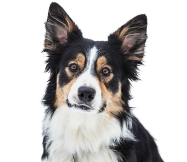 三色的邊境牧羊犬的特寫鏡頭