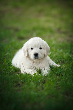 金毛猎犬的小狗照片