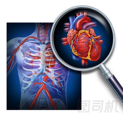 人的心臟的解剖