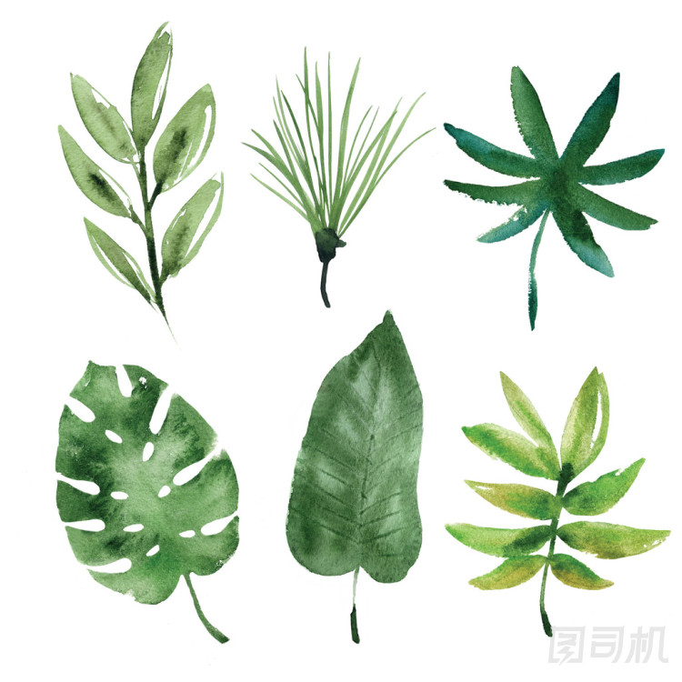 水彩熱帶葉