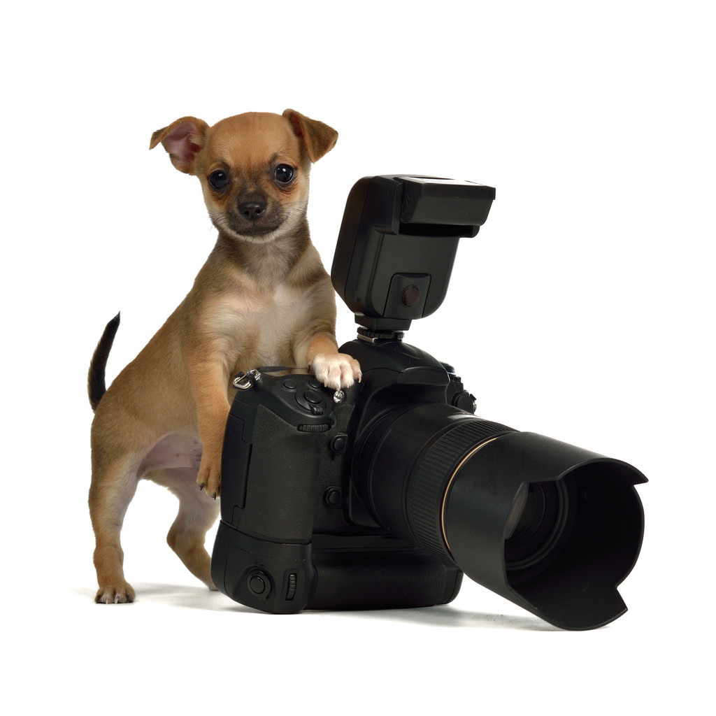 chiuahua 小狗照片的相机