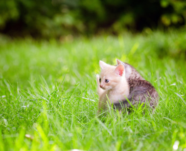 兩只可愛(ài)的小貓