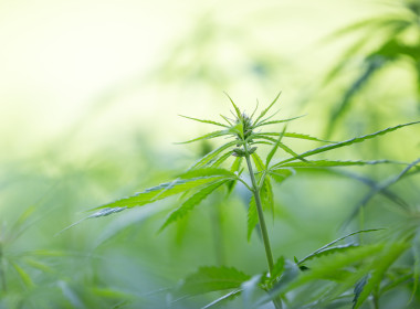 年輕的大麻大麻.圖片