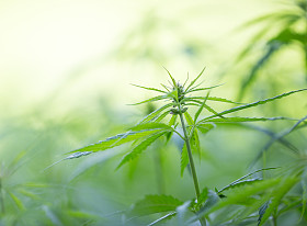 年轻的大麻大麻.图片