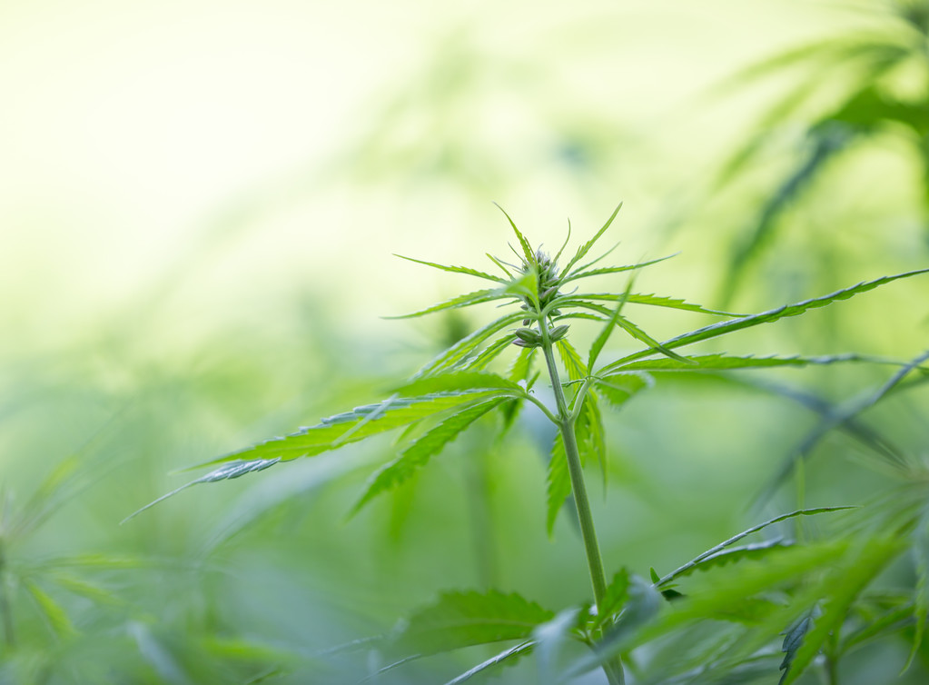 年轻的大麻大麻.图片