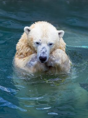 北極熊在水中游泳