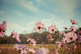 宇宙鲜花盛开的花园里图片