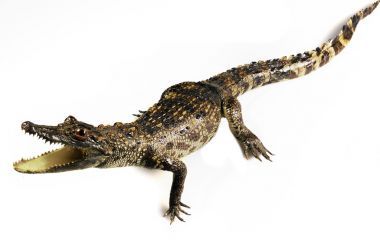 孤立在白色的小鳄