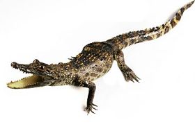 孤立在白色的小鳄