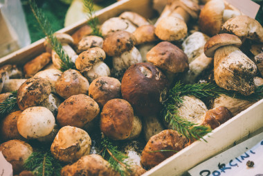 牛肝菌發(fā)售圖片