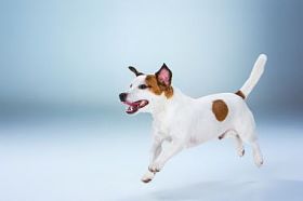 小杰克罗素梗犬跳得高照片
