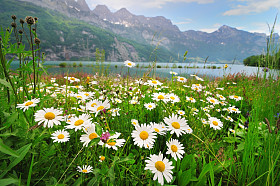 雏菊花附近的高山湖图片