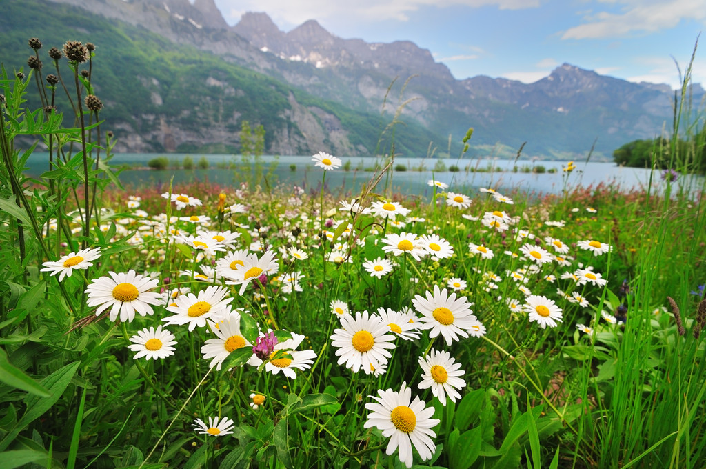 雏菊花附近的高山湖图片 雏菊花附近的高山湖图片