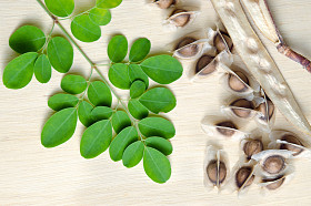 辣木叶子和种子上木板背景