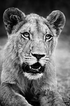 狮子单色 （非洲狮)图片