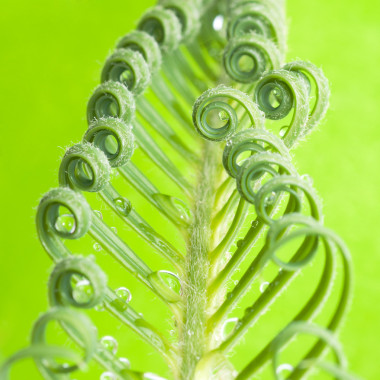 蘇鐵屬植物發(fā)芽，孤立在白色圖片