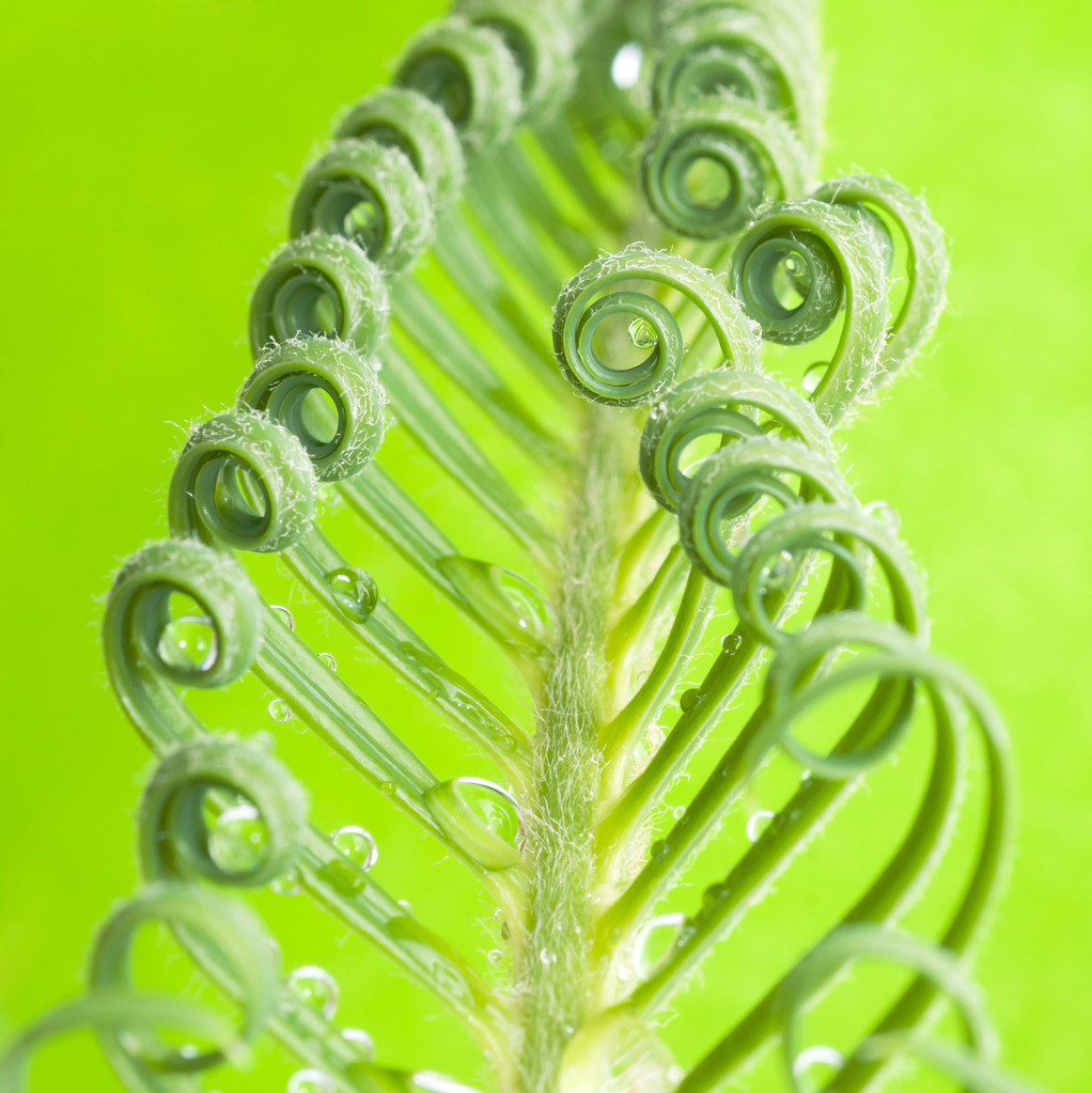 苏铁属植物发芽，孤立在白色图片