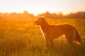 狗新斯科舍省鸭寻回犬走图片