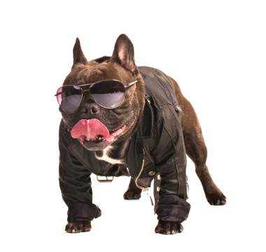 法国斗牛犬骑自行车的人