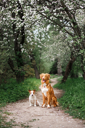 狗杰克罗素梗犬和狗新斯科舍省鸭寻回犬为背景，白色的花，在果园里走
