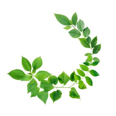 绿色的树叶边框照片