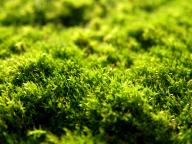 地毯苔蘚、 極端特寫照片