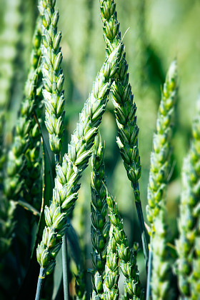 在该字段中的绿色小麦图片