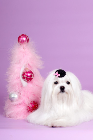 馬爾濟(jì)斯犬在圣誕帽子