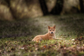 美丽年轻的红芝犬小狗图片