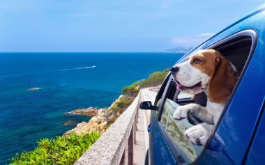 在一輛藍(lán)車(chē)的小獵犬圖片