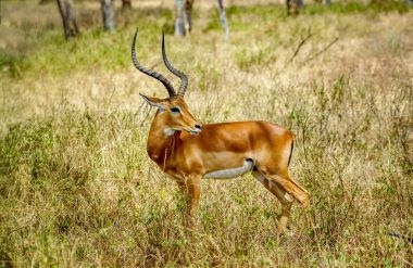 在国家公园肯尼亚马赛马拉的黑斑羚羚羊