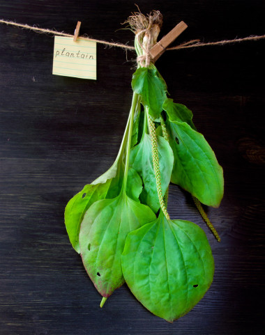 芭蕉葉上木制背景