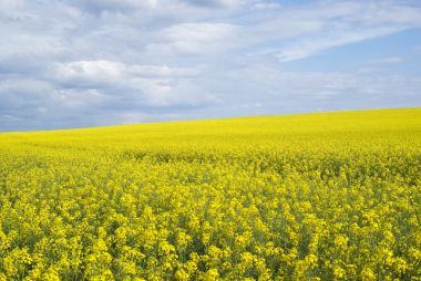 明亮的黃色領(lǐng)域的油菜在烏克蘭