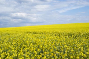 明亮的黃色領(lǐng)域的油菜在烏克蘭