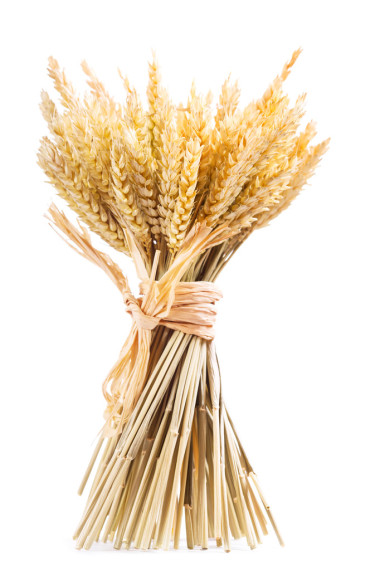 群的小麦的耳朵图片