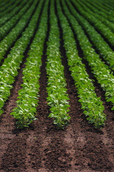 栽培的大豆豆類作物的