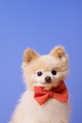 在蓝色背景的滑稽 litllte 狗