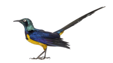 上白孤立的金色排扣八哥圖片