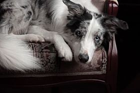 边境牧羊犬的狗梅尔色彩在室内工作室